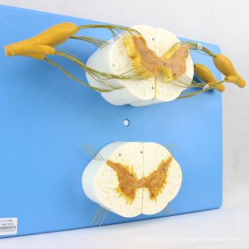 VERTEBRA13 (12397) Medical Science Human Spinal Cord with Nerve Branches Medical Skeleton Model